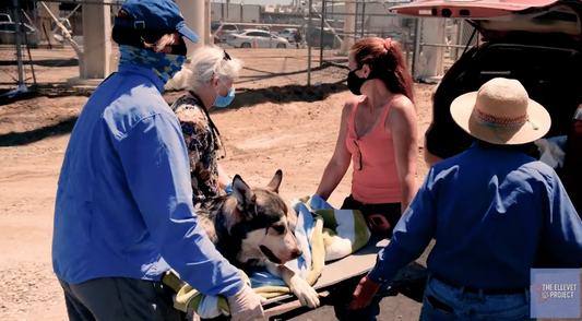The Ellevet Project helps homeless pets and people.