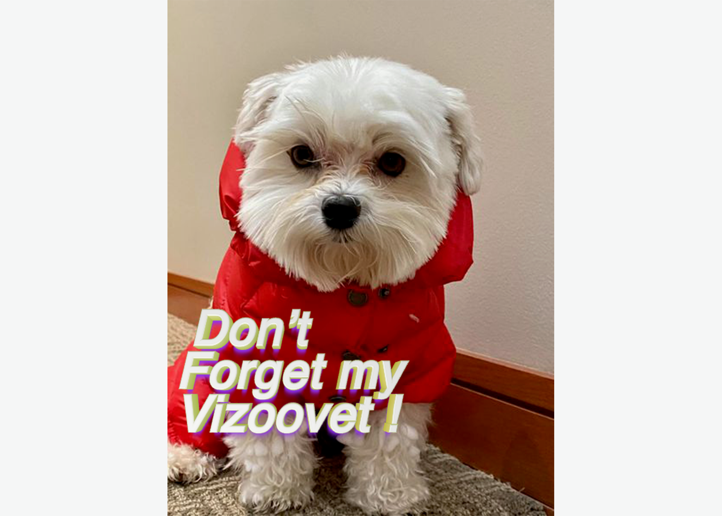VIZOOVET PROTECT™ Eye Drops with Hyaluron (HA) 10ml Standard bottles