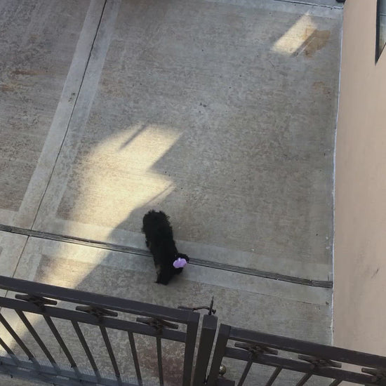 Atrapa perros / Atrapa gatos