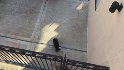 Atrapa perros / Atrapa gatos